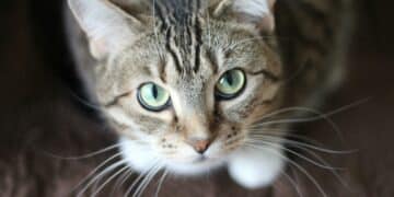 PRAZNIK ZA LJUBITELJE ŽIVOTINJA: „Moja prva šapa“ u subotu na Vračaru!