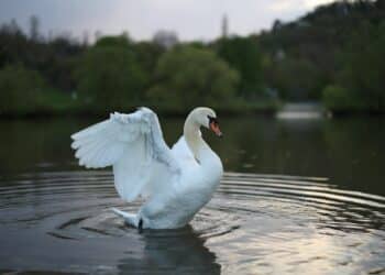 Srebrno jezero: Mesto gde priroda susreće avanturu