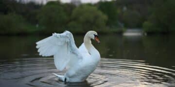 Srebrno jezero: Mesto gde priroda susreće avanturu