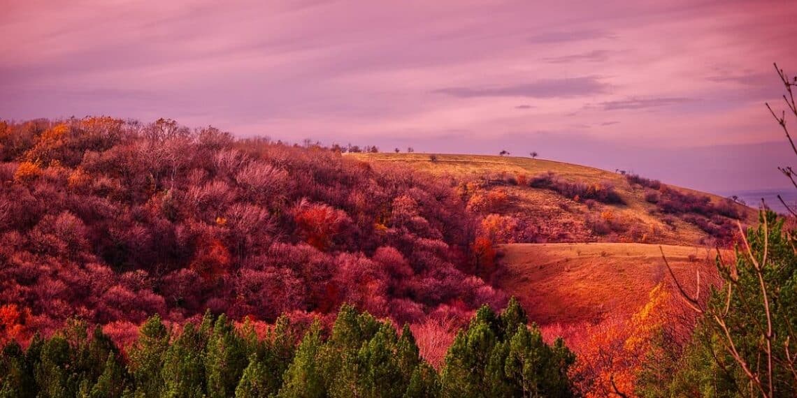 Letovanje na Goliji: Spoj mirnih šuma i adrenalinskih avantura