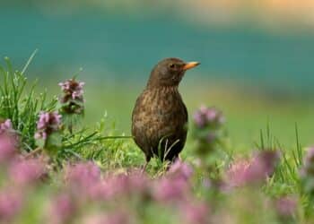 Let ka prirodi: Vrhunske destinacije za posmatranje ptica u Srbiji