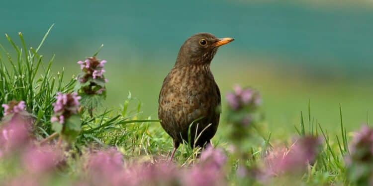 Let ka prirodi: Vrhunske destinacije za posmatranje ptica u Srbiji