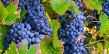 Uživanje u vrhunskoj kapljici: Vinski putevi Srbije