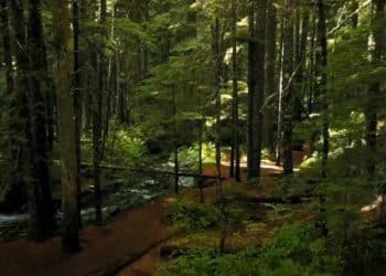 Avantura u srcu Srbije: Istražite Kučajske planine i njihovu skrivenu prašumu