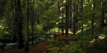 Avantura u srcu Srbije: Istražite Kučajske planine i njihovu skrivenu prašumu