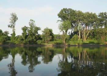 Tisa: Zlatna žila Panonske nizije