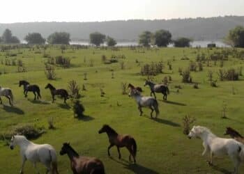 Krčedinska Ada: Najveća dunavska oaza