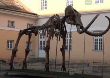 Kikinda i njen mamut: Fascinantna priča o Kiki