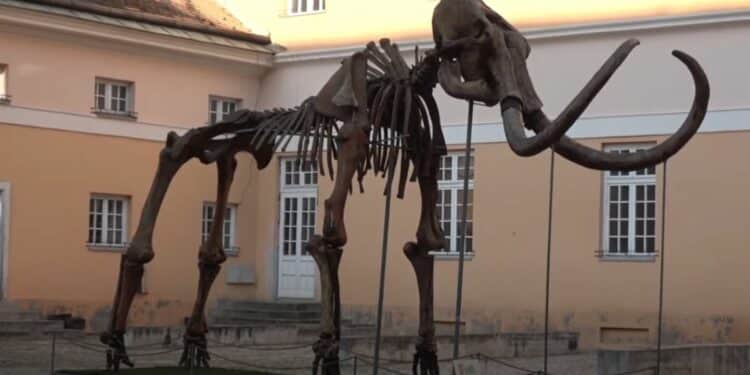 Kikinda i njen mamut: Fascinantna priča o Kiki