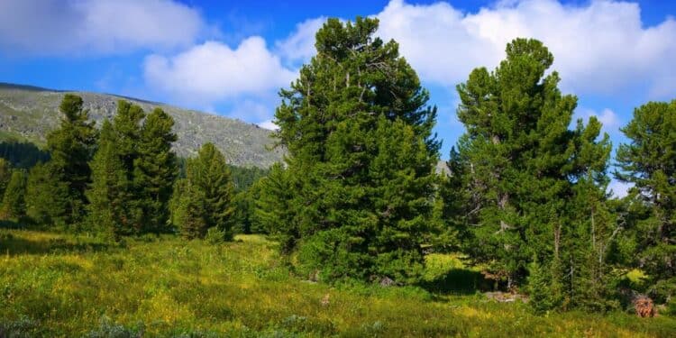Otkrijte mir i lepotu planine Bobije
