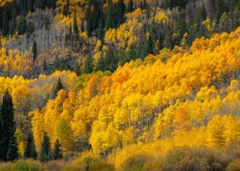 Zlatna i crvena na Divčibarama: Jesenje čarolije planine