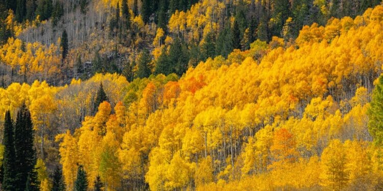 Zlatna i crvena na Divčibarama: Jesenje čarolije planine