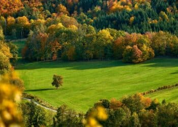 Zlatna i crvena na Divčibarama: Jesenje čarolije planine
