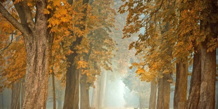 Zlato jeseni na obalama Tise: Uživanje u prirodnim lepotama