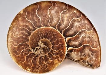 Drevna Evropa i priče fosila: izložba za sve generacije