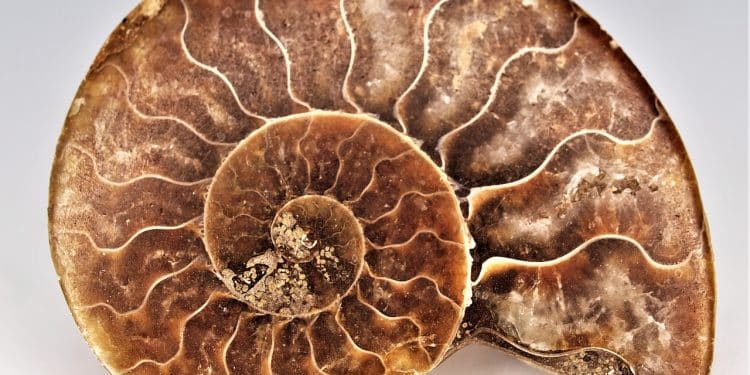 Drevna Evropa i priče fosila: izložba za sve generacije