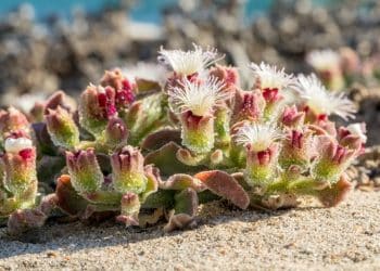 Kopaonička čuvarkuća: zaštićena lepota stenskih padina