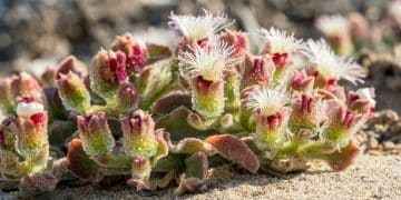 Kopaonička čuvarkuća: zaštićena lepota stenskih padina