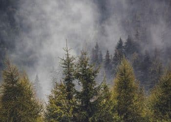 Goč i Stolovi – domovina retkog crvenog bora