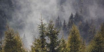 Goč i Stolovi – domovina retkog crvenog bora