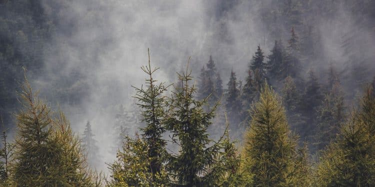 Goč i Stolovi – domovina retkog crvenog bora