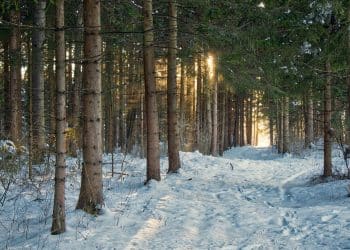 Aktivni odmor na Goču: uživanje u snežnim radostima