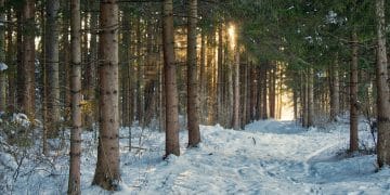 Aktivni odmor na Goču: uživanje u snežnim radostima