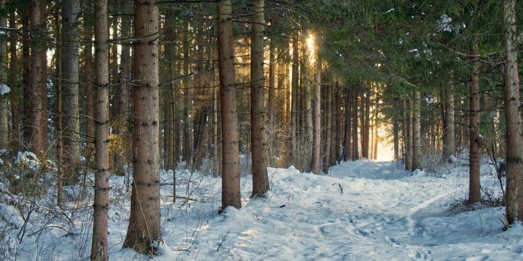 Aktivni odmor na Goču: uživanje u snežnim radostima