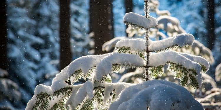 Radočelo: Planina radosti i netaknute prirode