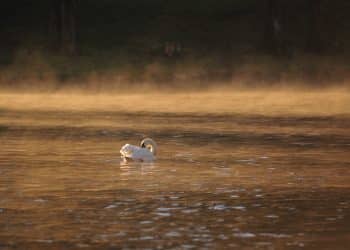 Avantura uz meandre Južne Morave