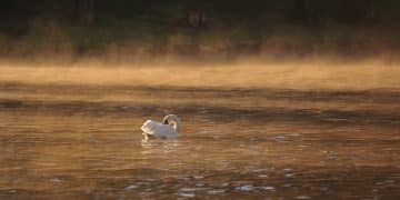 Avantura uz meandre Južne Morave