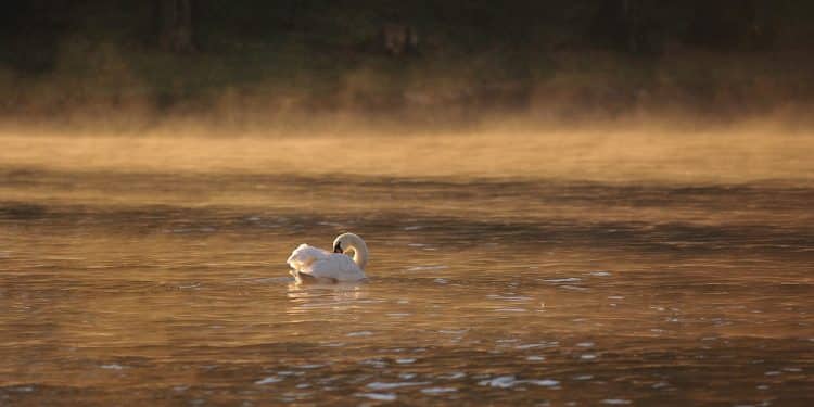Avantura uz meandre Južne Morave
