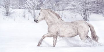Zima na Stolovima: Čarolija u blizini Kraljeva
