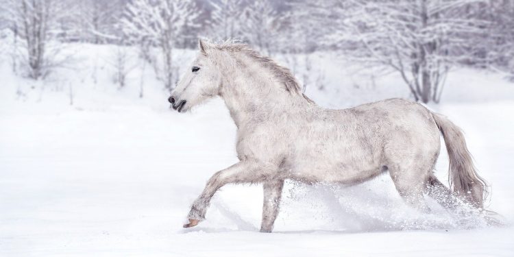Zima na Stolovima: Čarolija u blizini Kraljeva