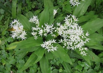 U susret proleću – Sremušijada 30.marta okuplja ljubitelje prirode