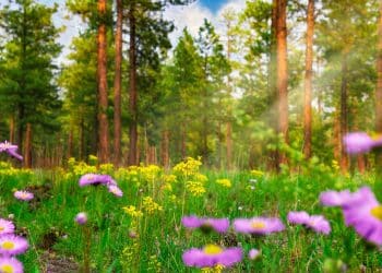 Staze Kablar planine u proleće – izazov za avanturiste i rekreativce