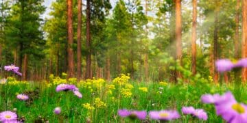 Staze Kablar planine u proleće – izazov za avanturiste i rekreativce