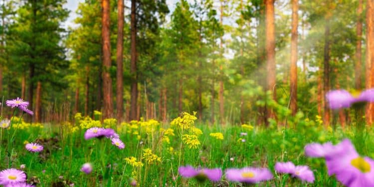 Staze Kablar planine u proleće – izazov za avanturiste i rekreativce