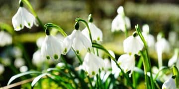 Prolećni pejzaži Kosmaja – raj za izletnike i planinare