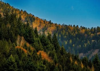 Crnokosa – Tamo gde putevi ćute a priroda govori