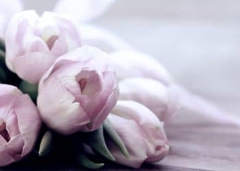 Miris proleća stiže u Kikindu – Sajam cveća sutra na glavnom trgu