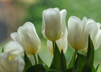 Cvetni dani u Vršcu: Sajam cveća od 24. do 27. aprila