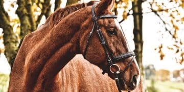 Komaranska košija 2025: Prvomajska trka vremena, pesme i veštine