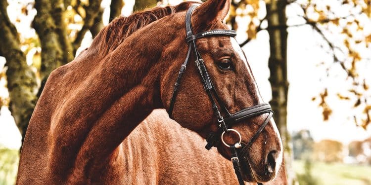 Komaranska košija 2025: Prvomajska trka vremena, pesme i veštine