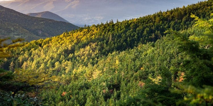 Crnokosa – Tamo gde putevi ćute a priroda govori