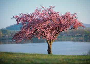 Gde pobeći za vikend: najlepše prolećne destinacije Srbije