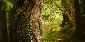 Crnokosa – Tamo gde putevi ćute a priroda govori