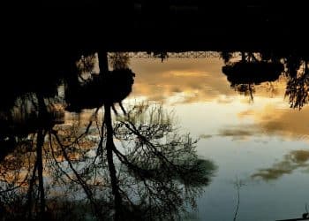 Festival zmajevih čamaca 2025 – Ada Ciganlija plovi pod zmajevskim bojama 24. i 25. maja