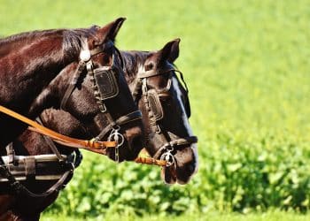 Nedelja za pamćenje: Sutra fijakerijada u srcu Podunavlja