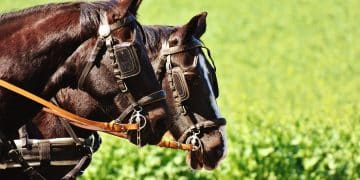 Nedelja za pamćenje: Sutra fijakerijada u srcu Podunavlja